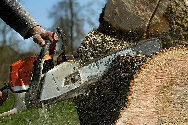 Emergency Storm Tree Removal